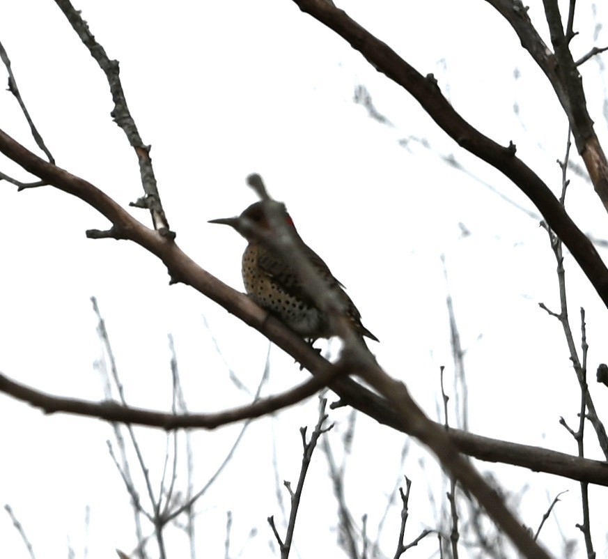Northern Flicker - ML646359001