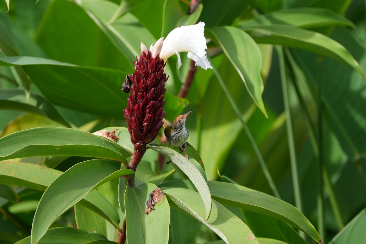 langstjertskredderfugl - ML646359002