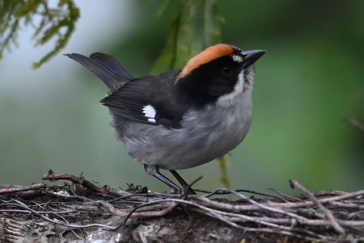 White-winged Brushfinch - ML646359005