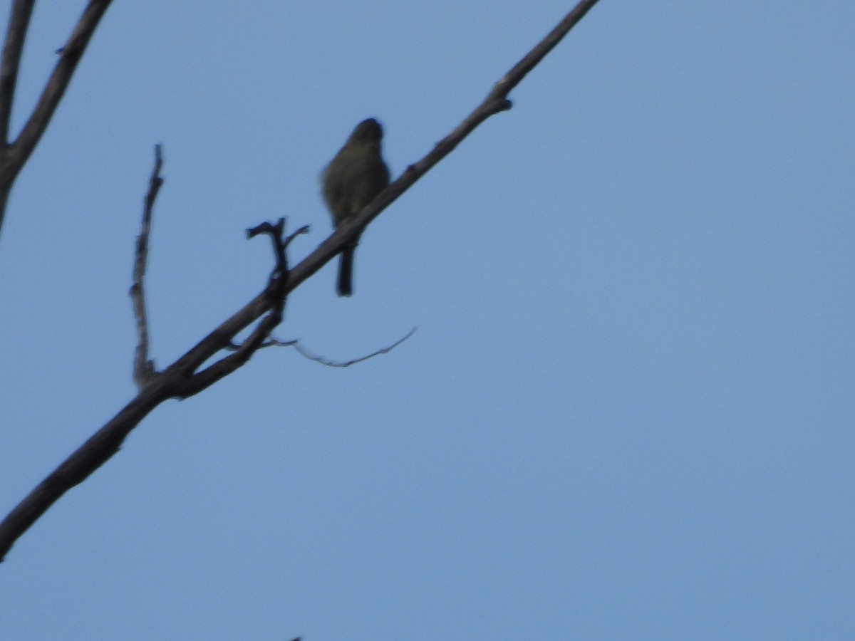 Greater Pewee - ML646359007