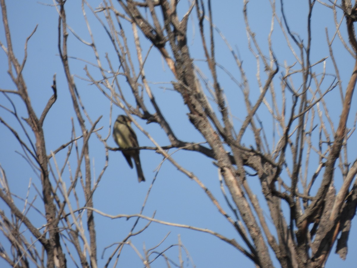 Greater Pewee - ML646359010