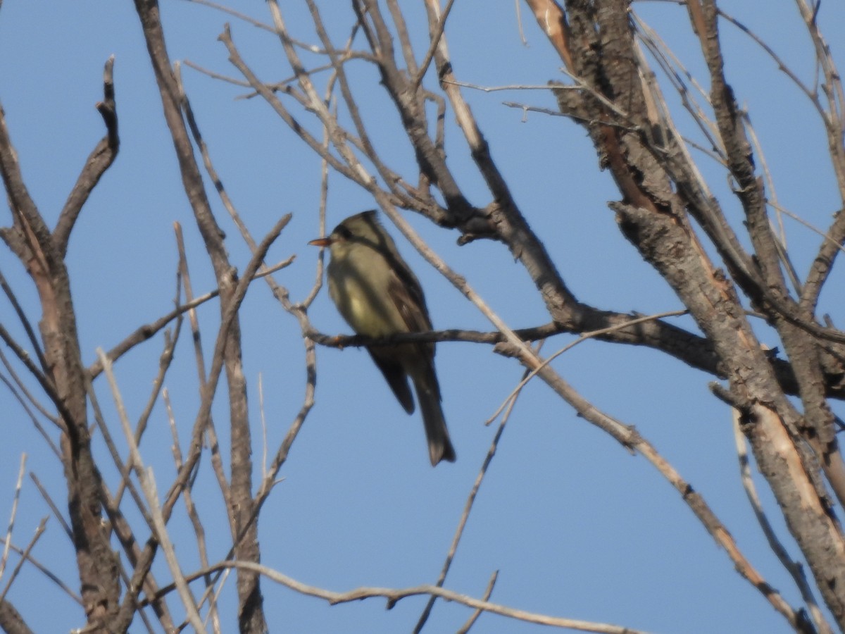 Greater Pewee - ML646359011