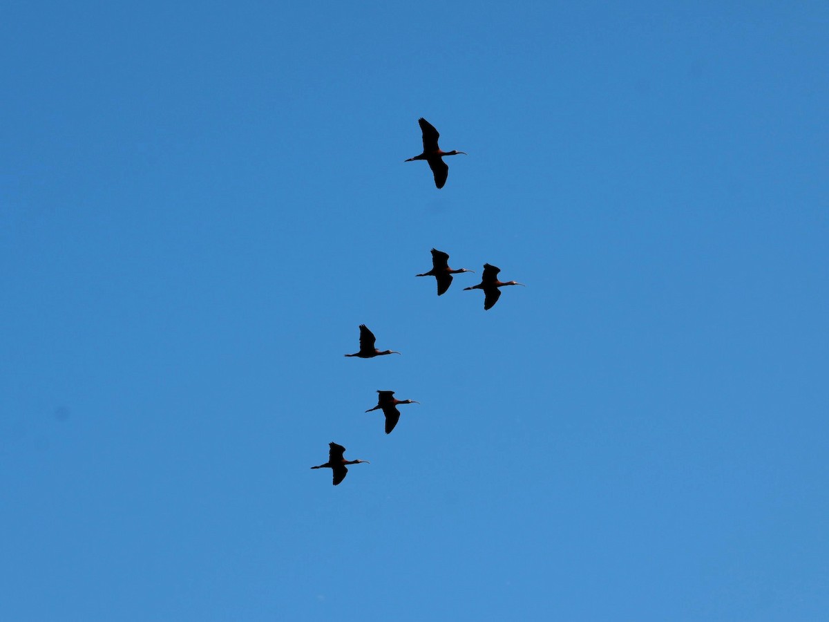 ibis americký - ML646359013