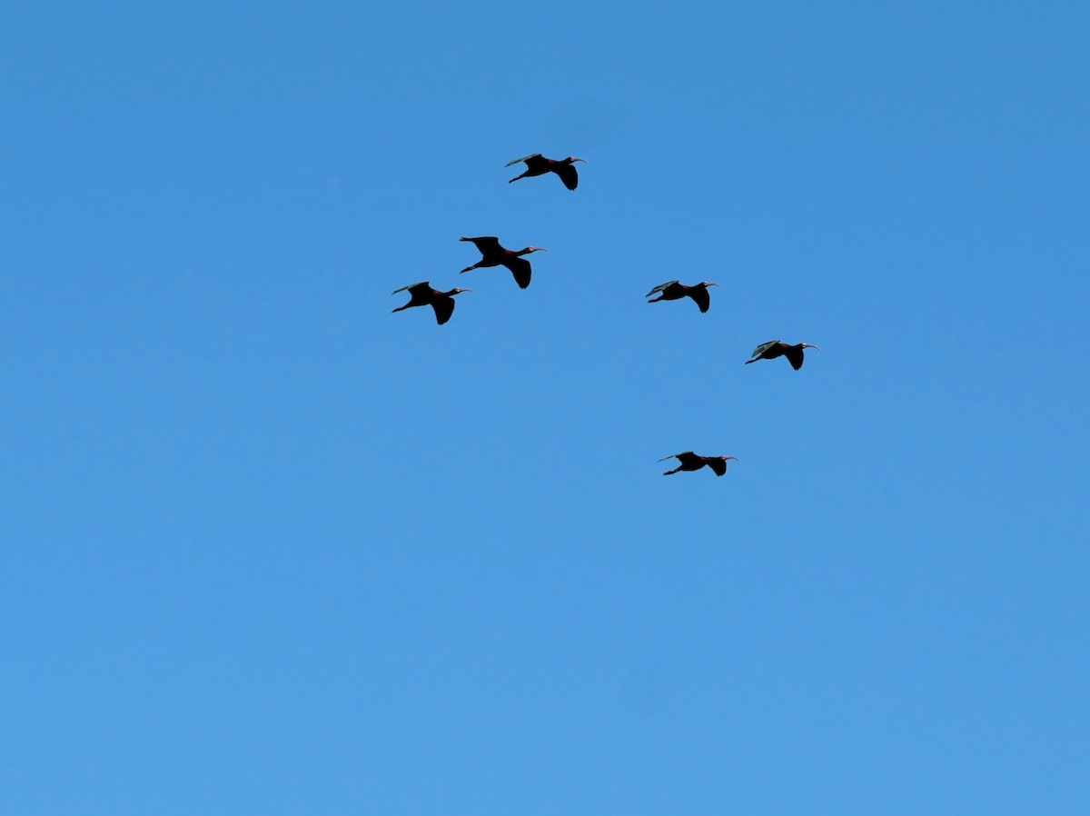 ibis americký - ML646359014