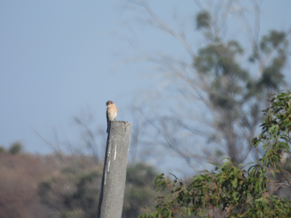 American Kestrel - ML646359016