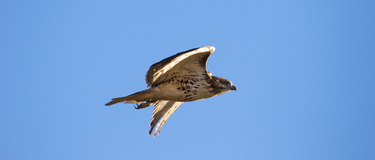 Red-tailed Hawk - ML646359019