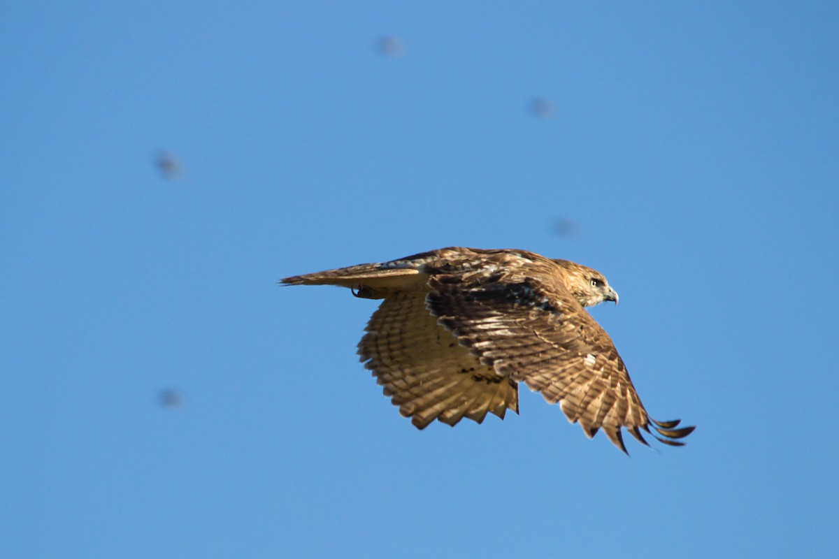 Red-tailed Hawk - ML646359020