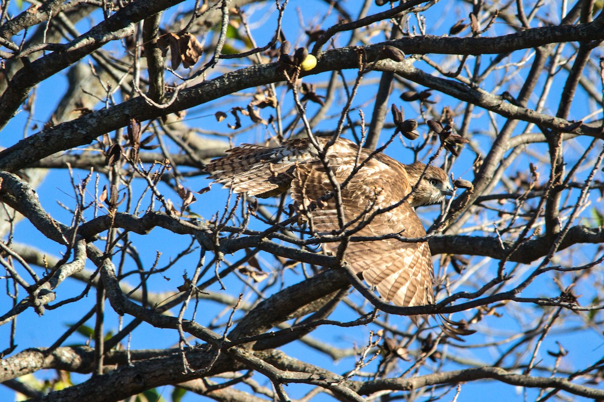 Red-tailed Hawk - ML646359021
