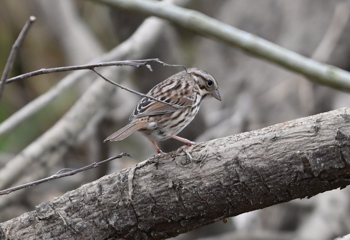Song Sparrow - ML646359024