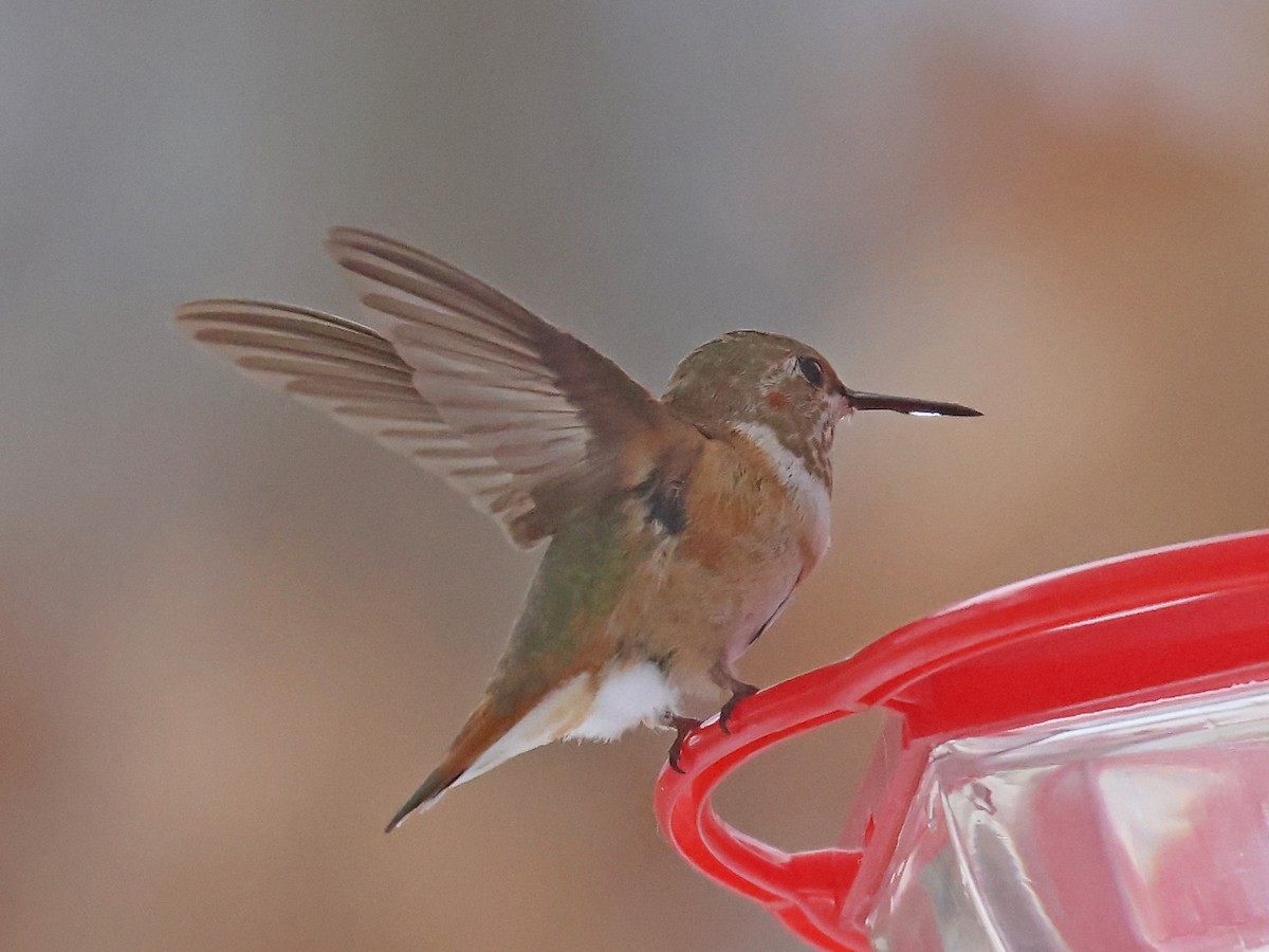 Colibrí Rufo - ML646359025