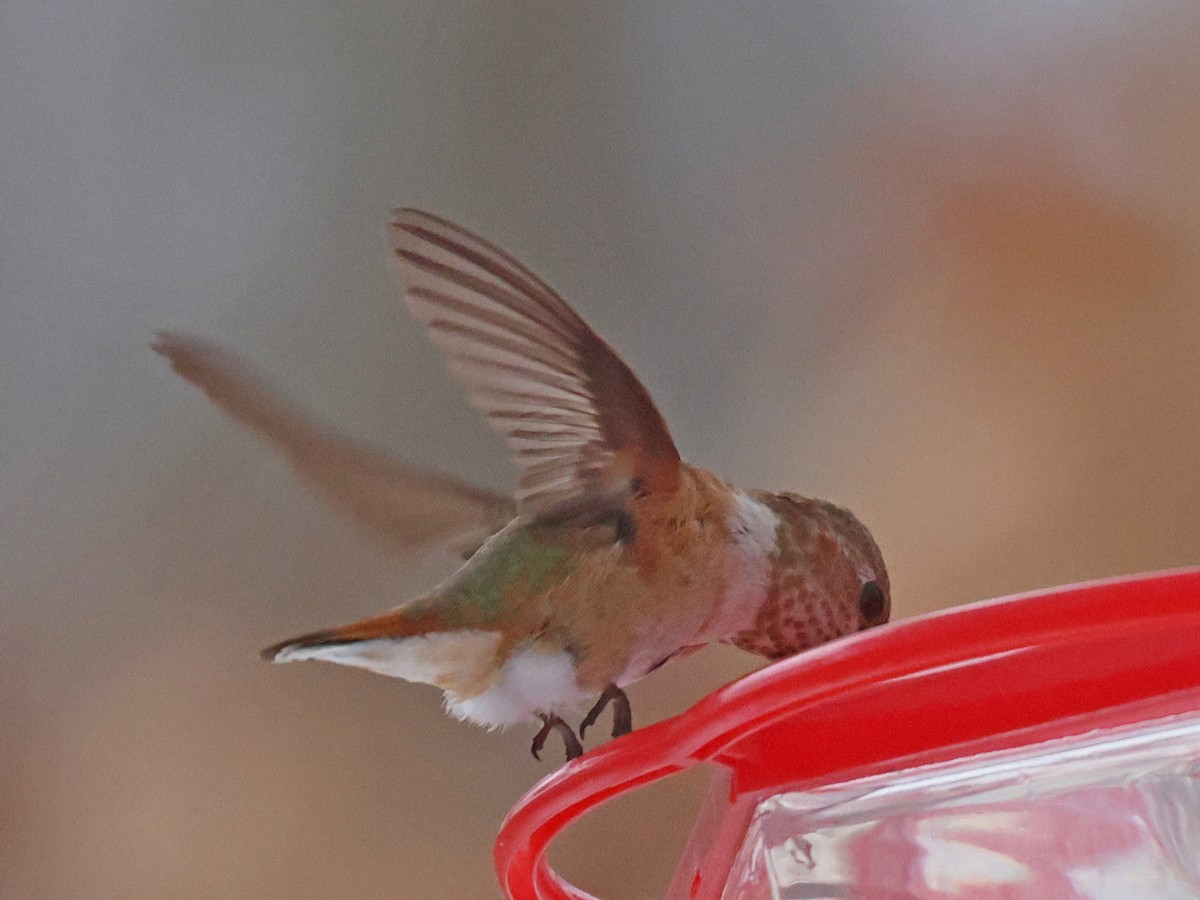 Colibrí Rufo - ML646359026