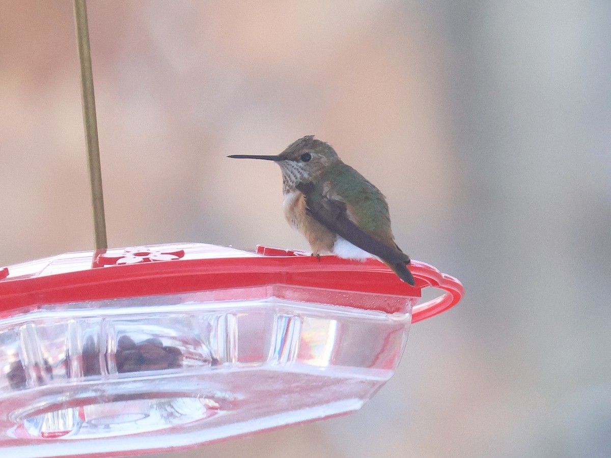 Colibrí Rufo - ML646359027