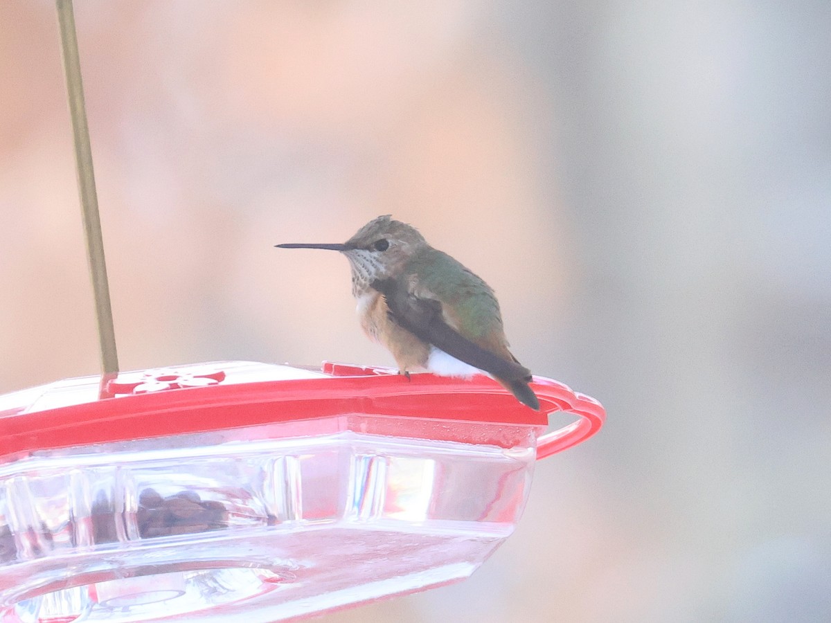 Colibrí Rufo - ML646359028