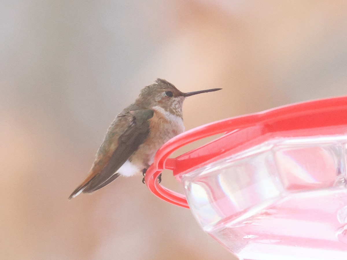 Colibrí Rufo - ML646359029