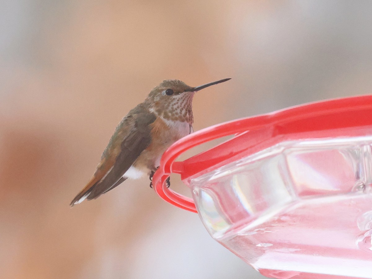 Colibrí Rufo - ML646359030