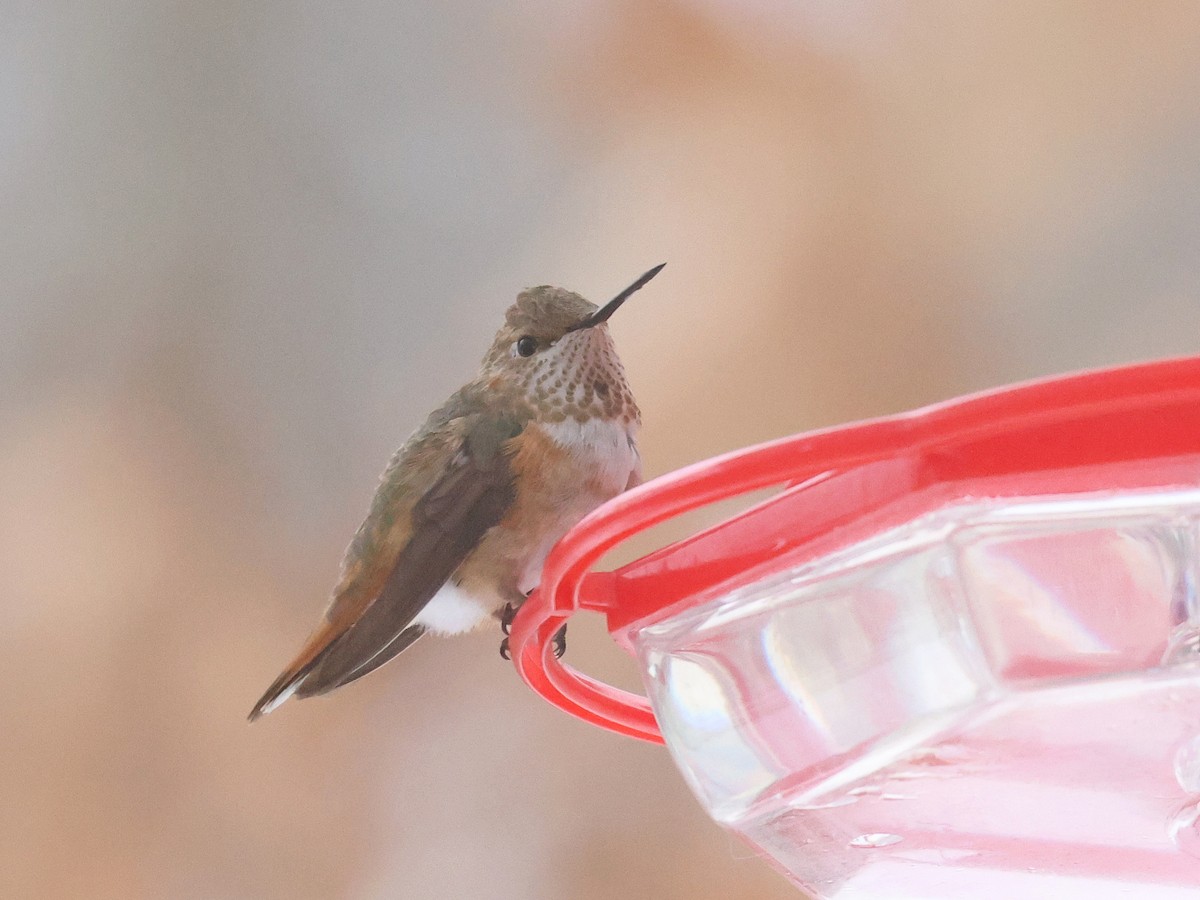 Colibrí Rufo - ML646359031