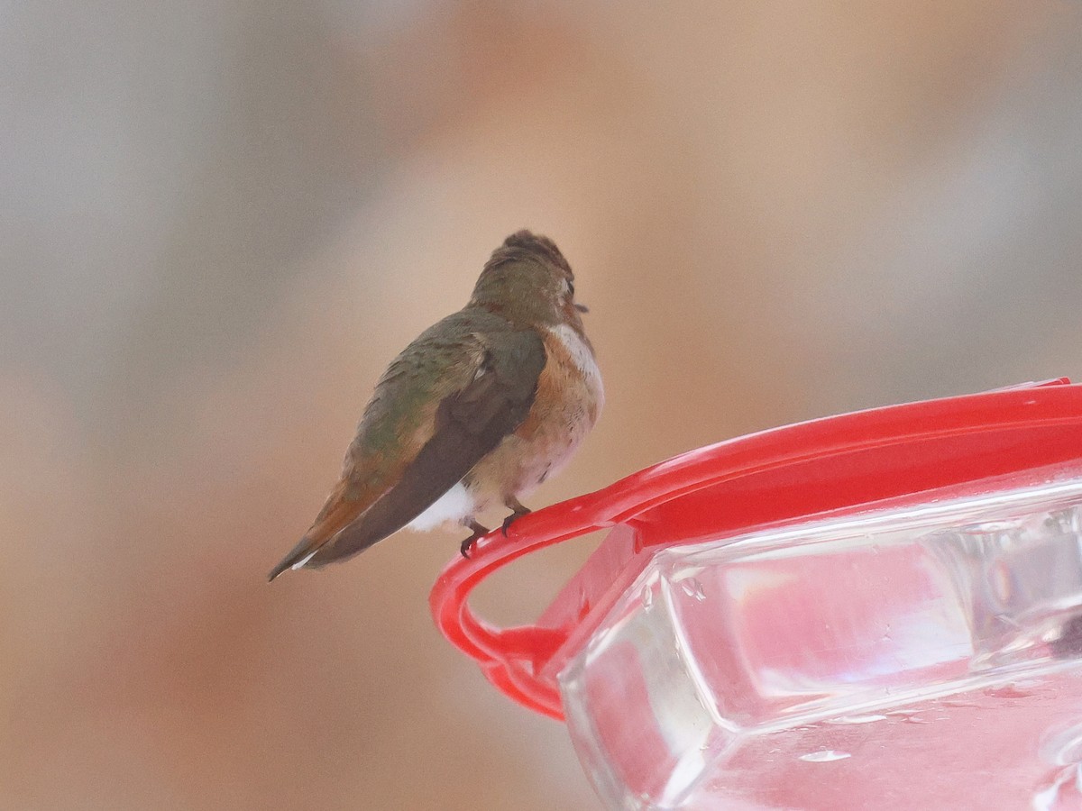 Colibrí Rufo - ML646359032