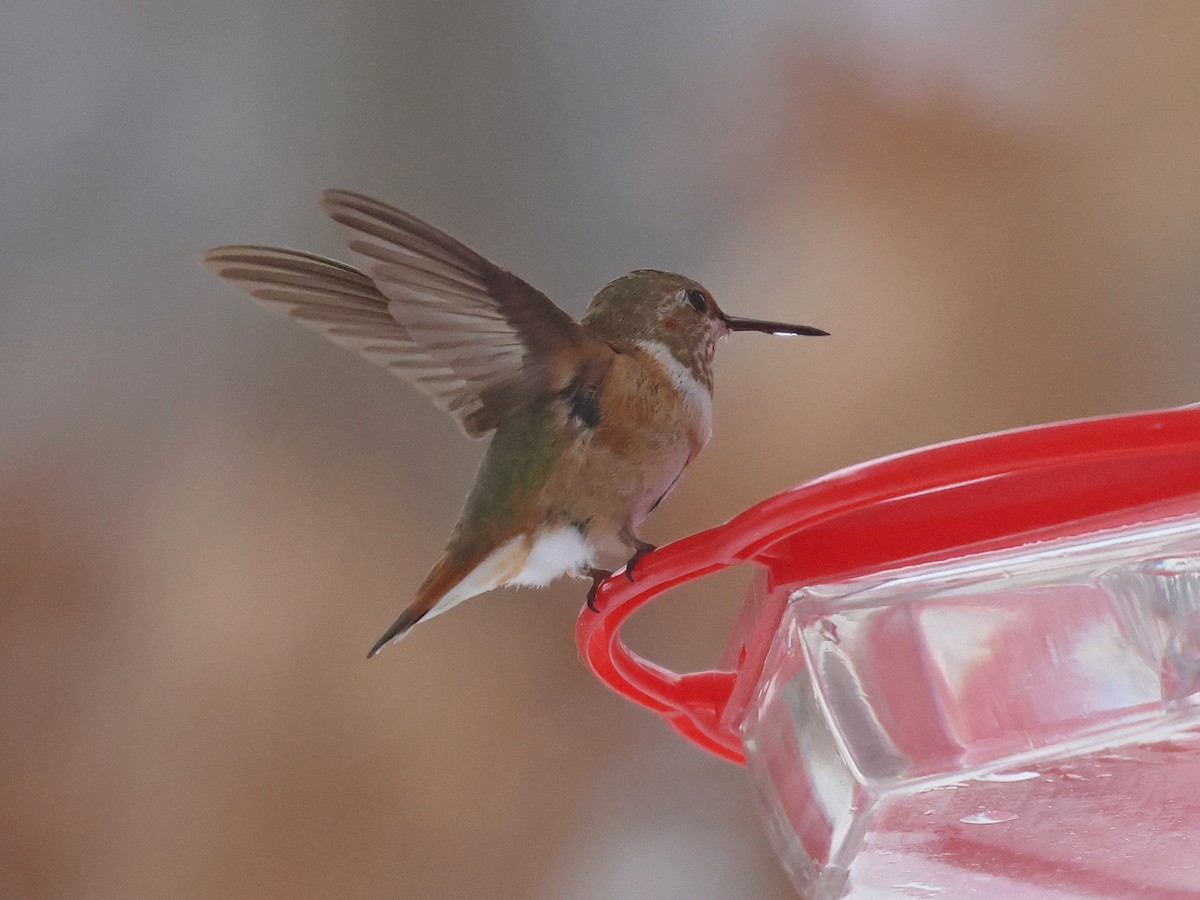 Colibrí Rufo - ML646359033