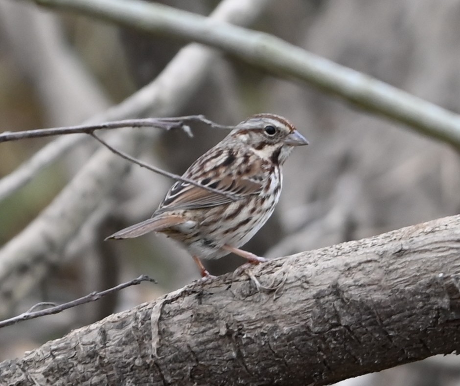 strnadec zpěvný - ML646359037