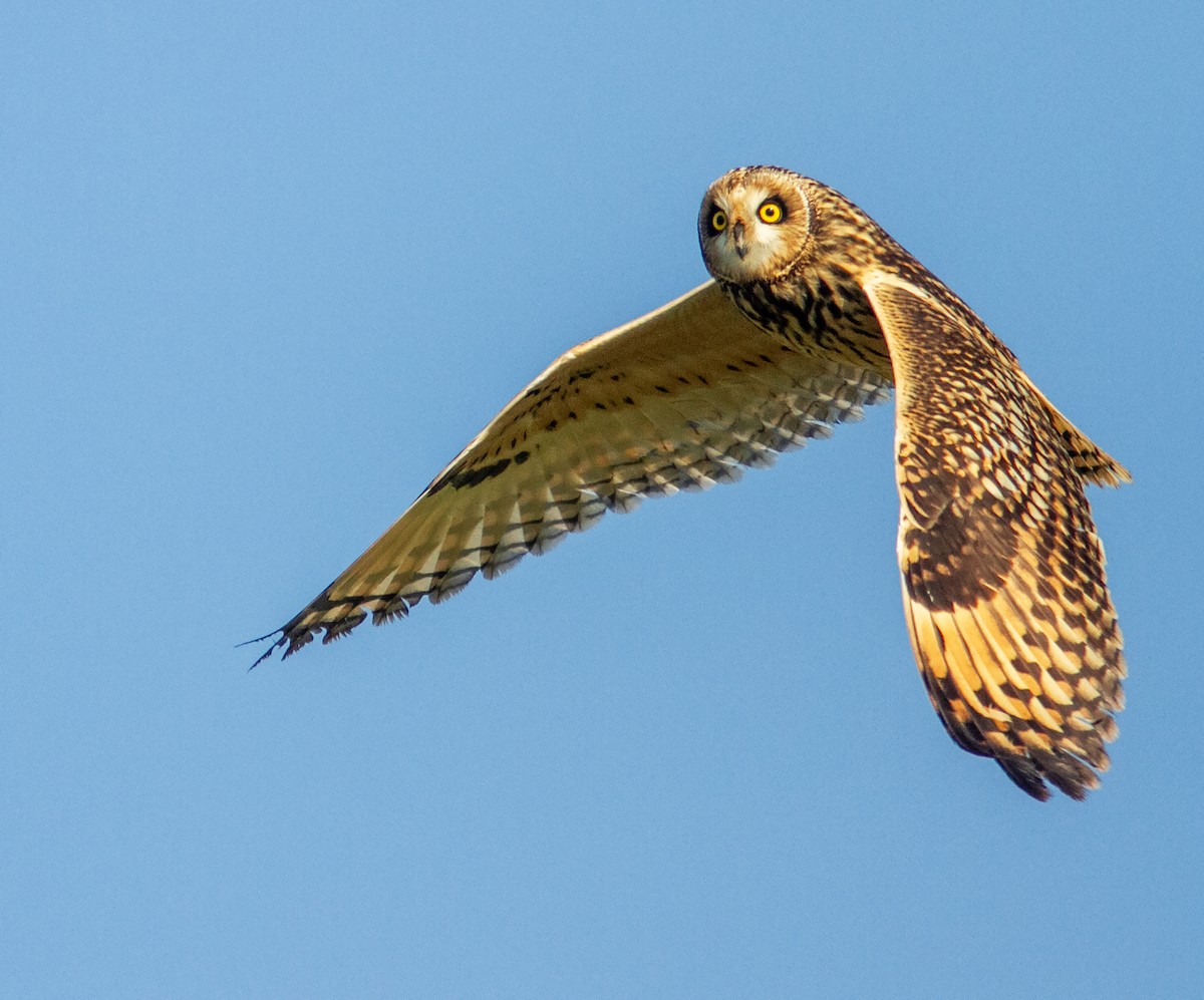 Short-eared Owl - ML646359038