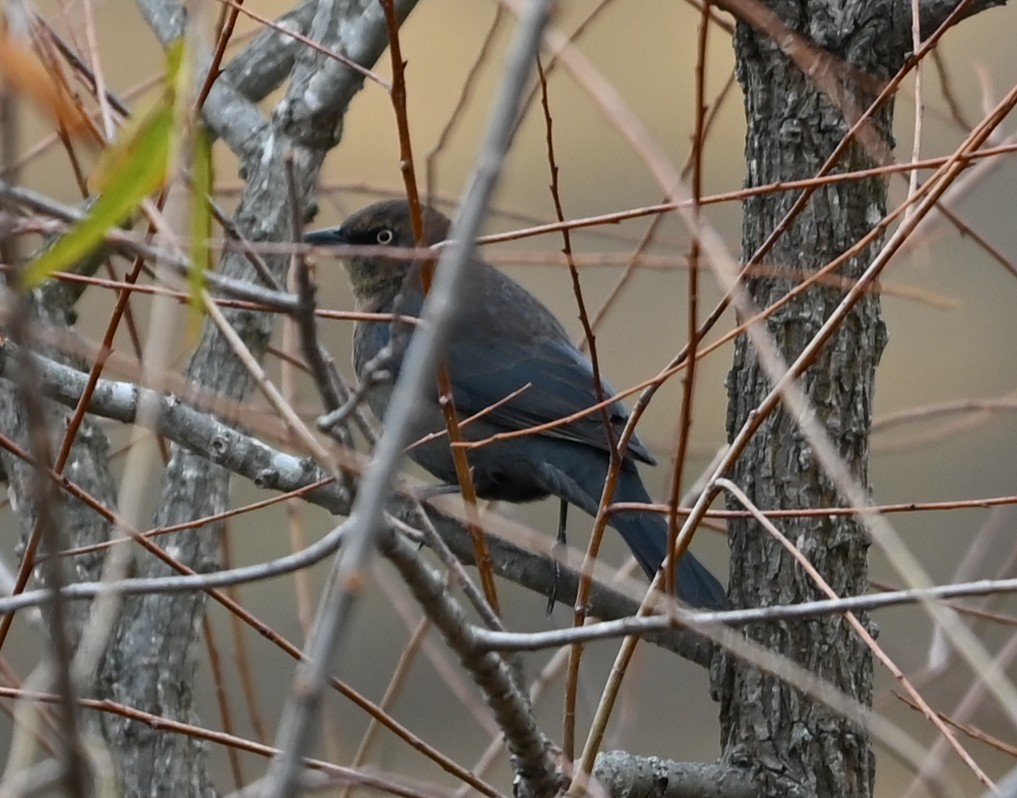 Rusty Blackbird - ML646359039