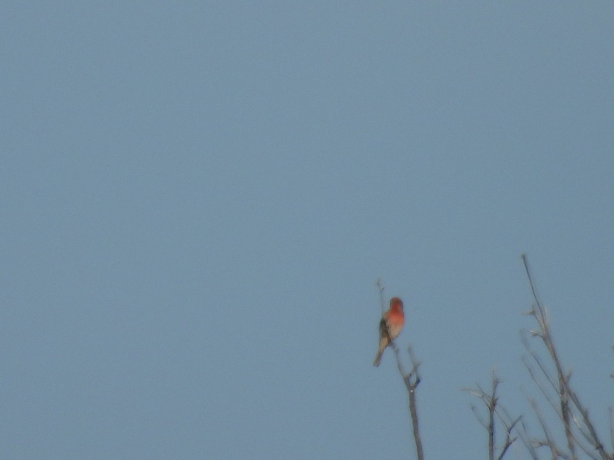 House Finch - ML646359040