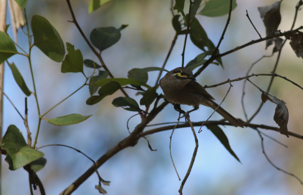 Yellow-faced Honeyeater - ML646359041