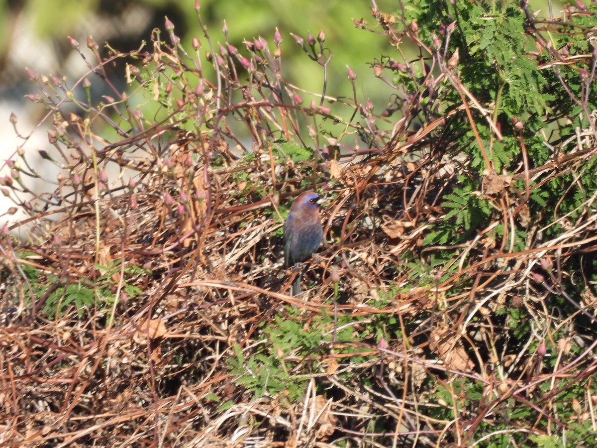 Varied Bunting - ML646359051