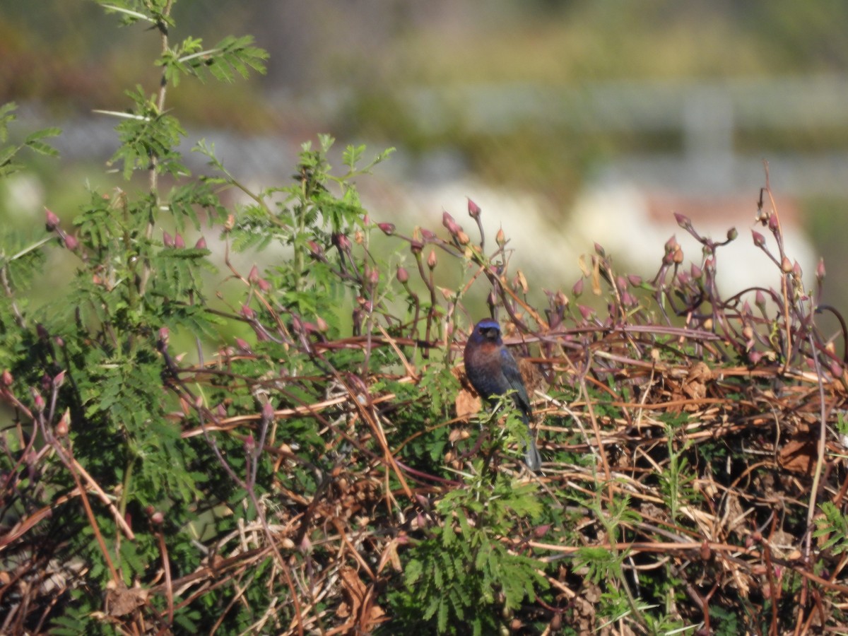 Varied Bunting - ML646359052
