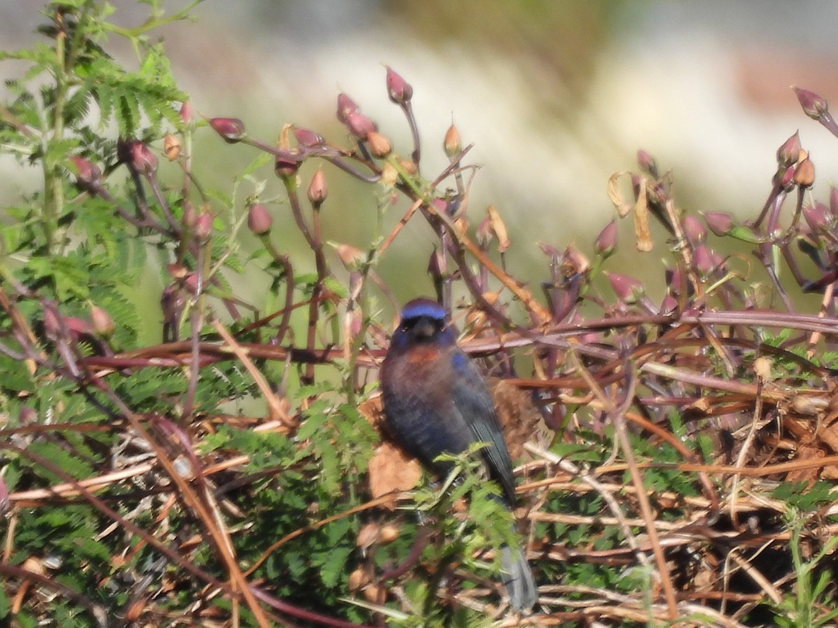 Varied Bunting - ML646359053