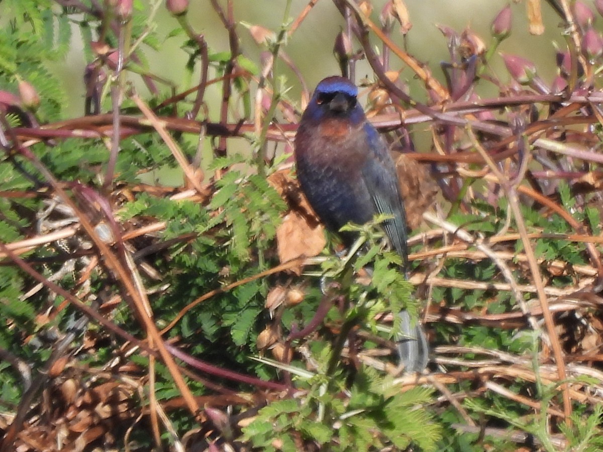 Varied Bunting - ML646359054