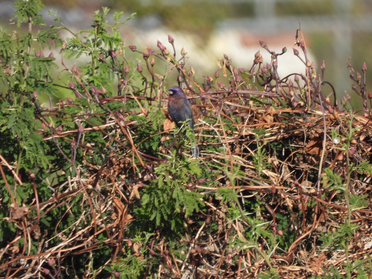 Varied Bunting - ML646359055