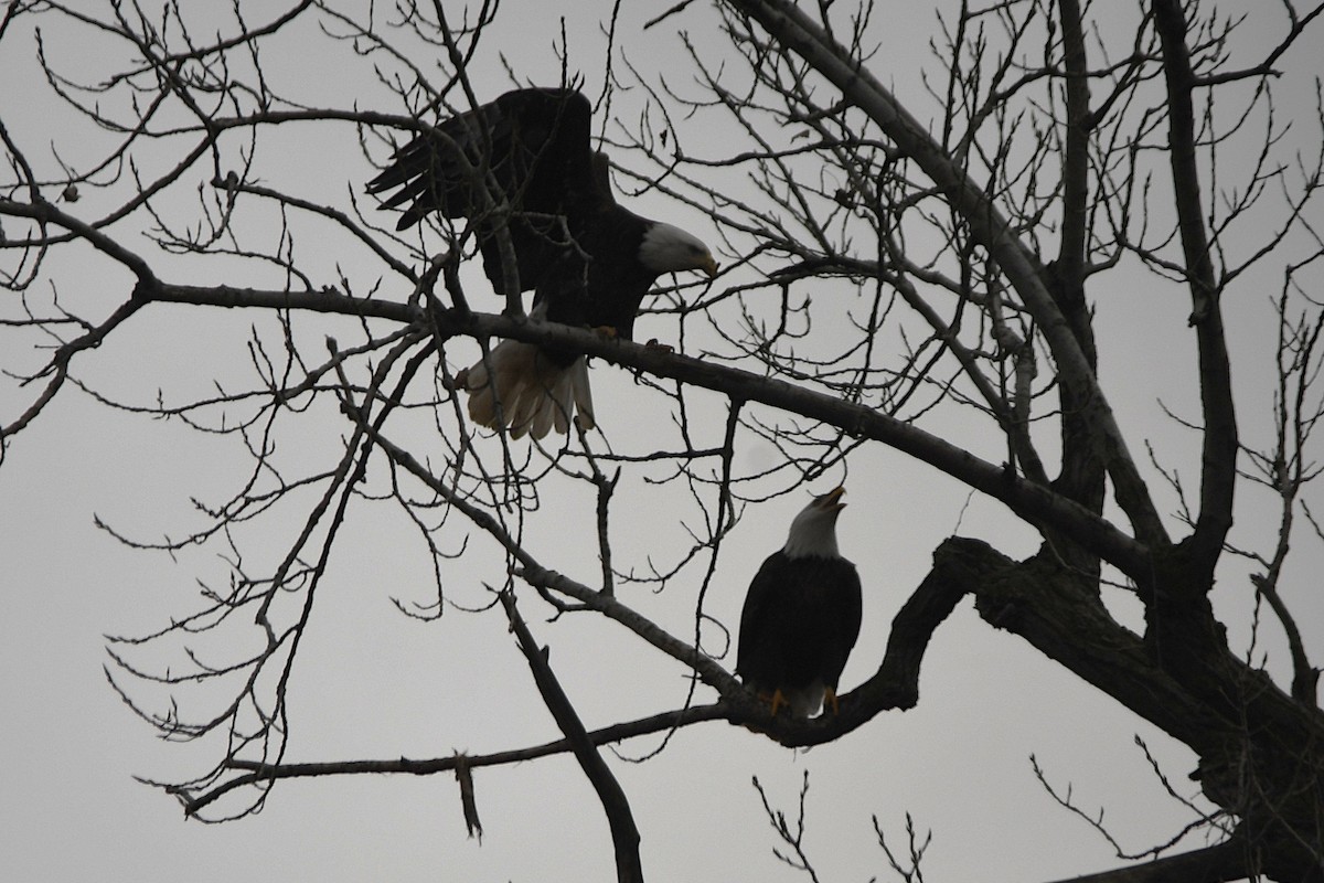 Bald Eagle - ML646359057