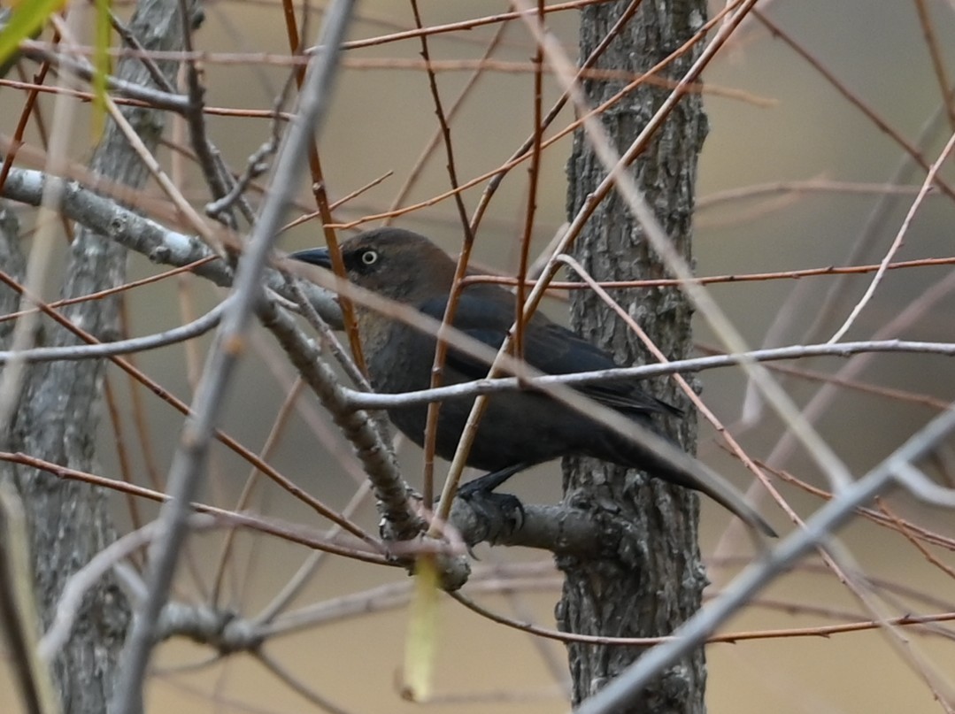 Rusty Blackbird - ML646359058