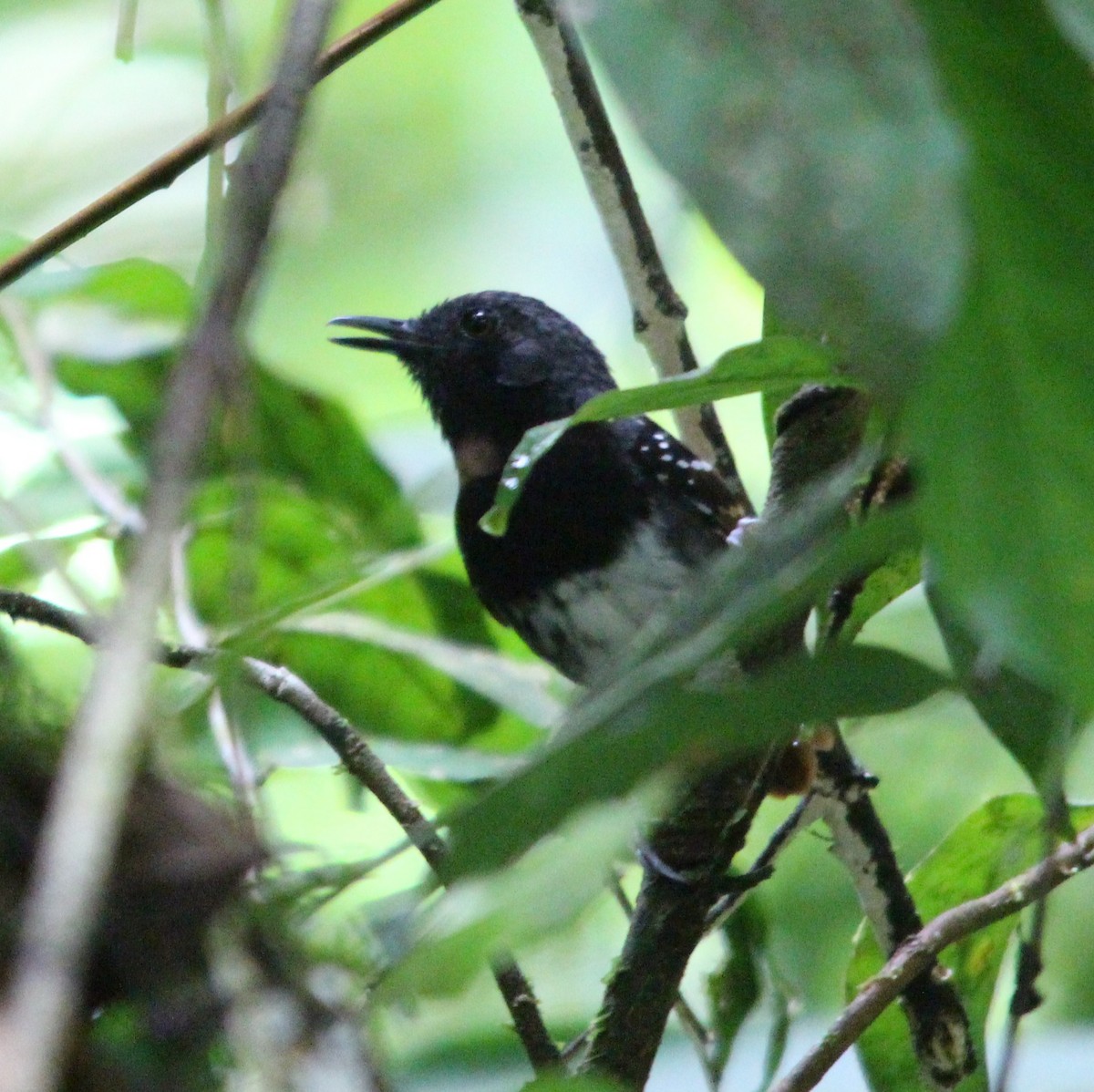 Chestnut-tailed Antbird - ML646359062