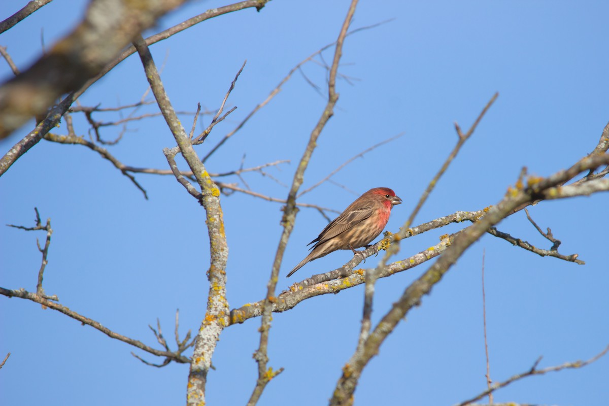 House Finch - ML646359064
