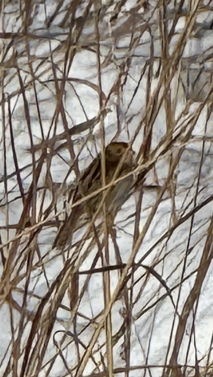 LeConte's Sparrow - ML646359065