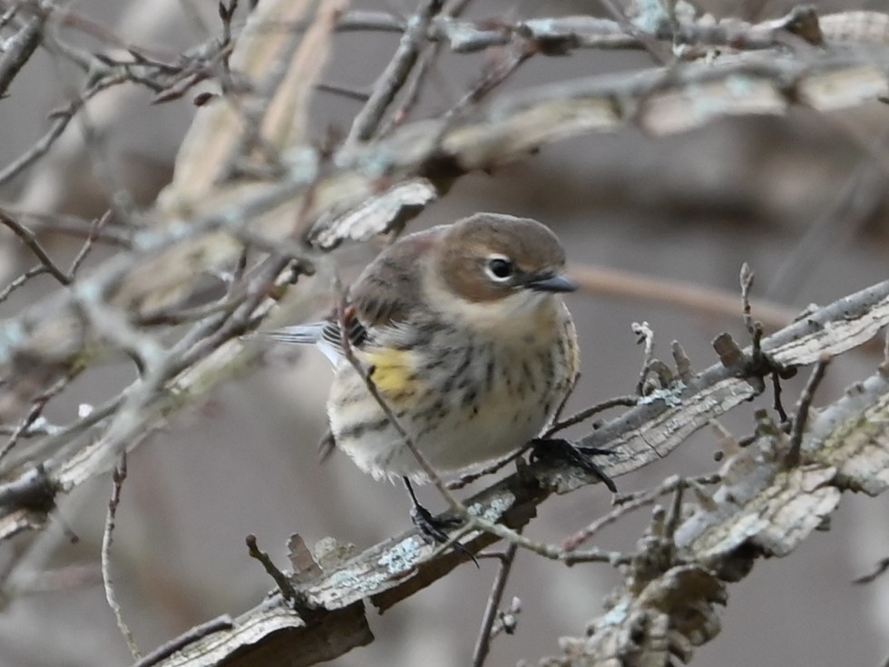Yellow-rumped Warbler - ML646359066