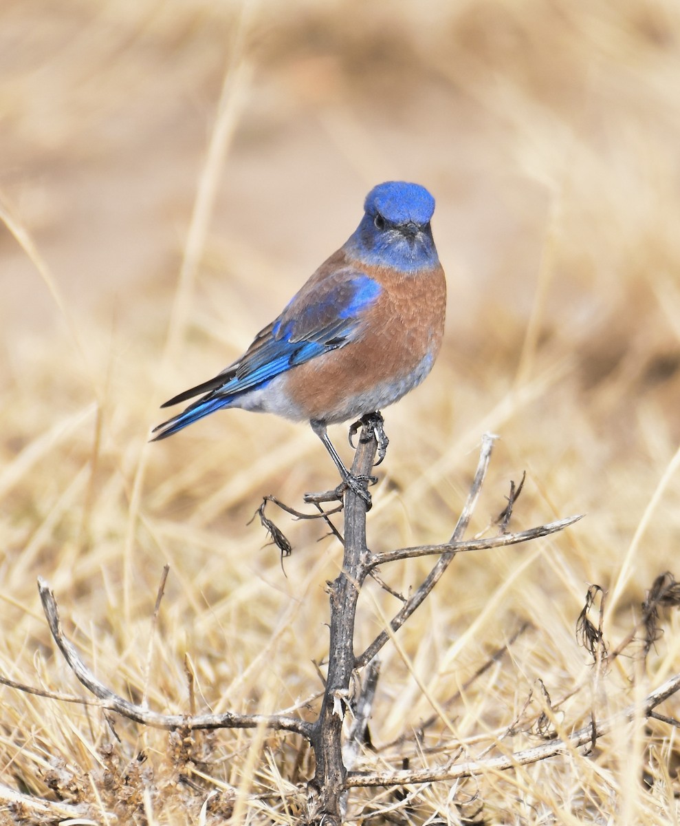 Western Bluebird - ML646359067