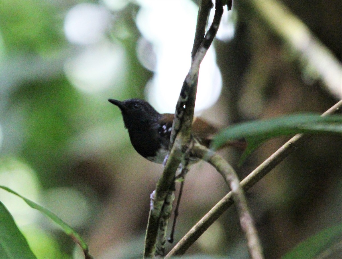 Chestnut-tailed Antbird - ML646359068