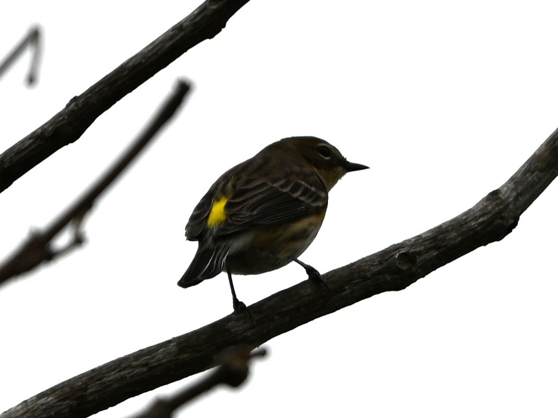 Yellow-rumped Warbler - ML646359070
