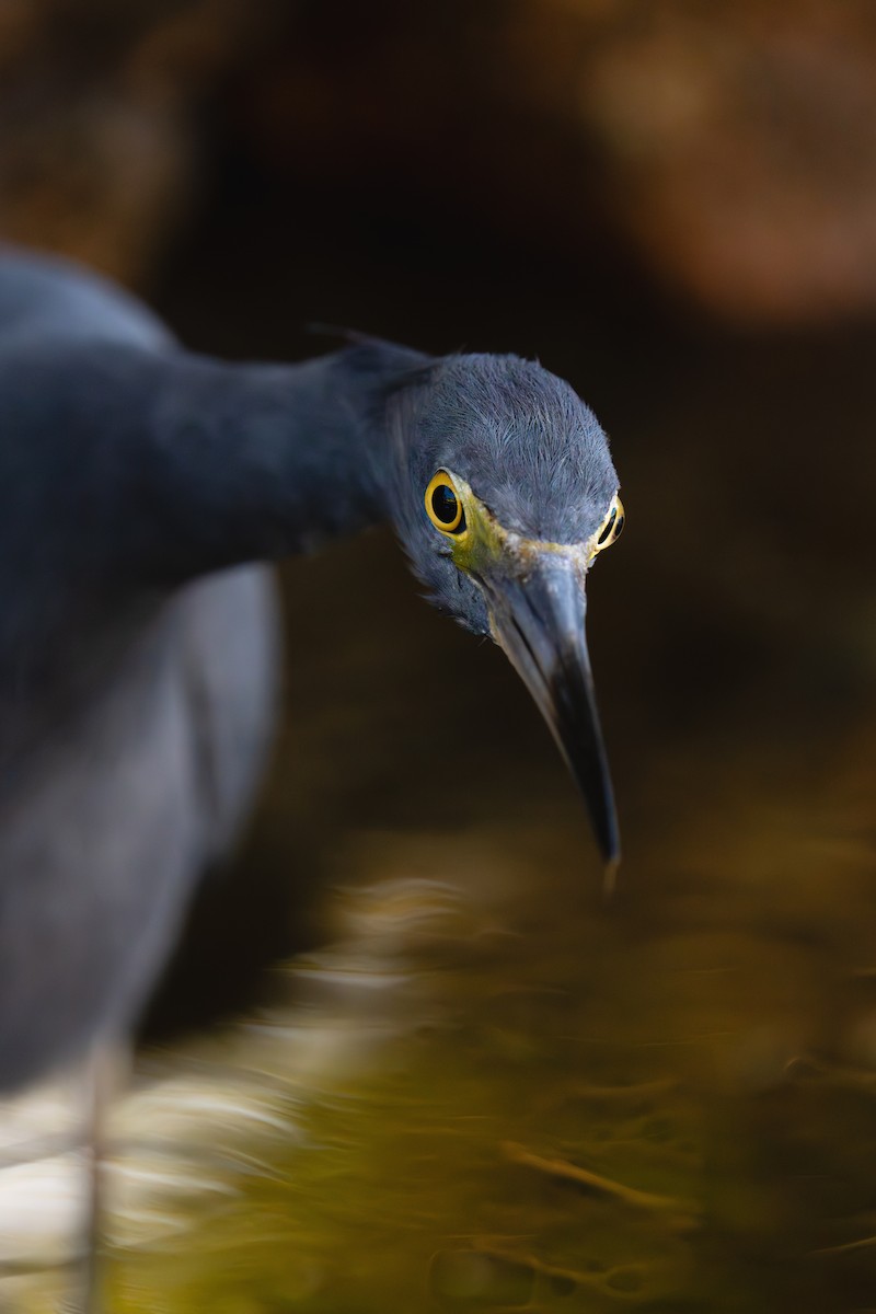 Little Blue Heron - ML646359074