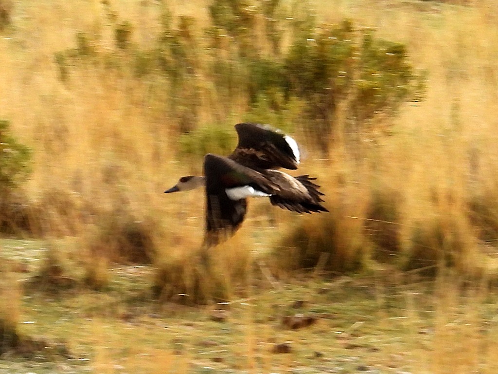 カンムリガモ - ML646359082