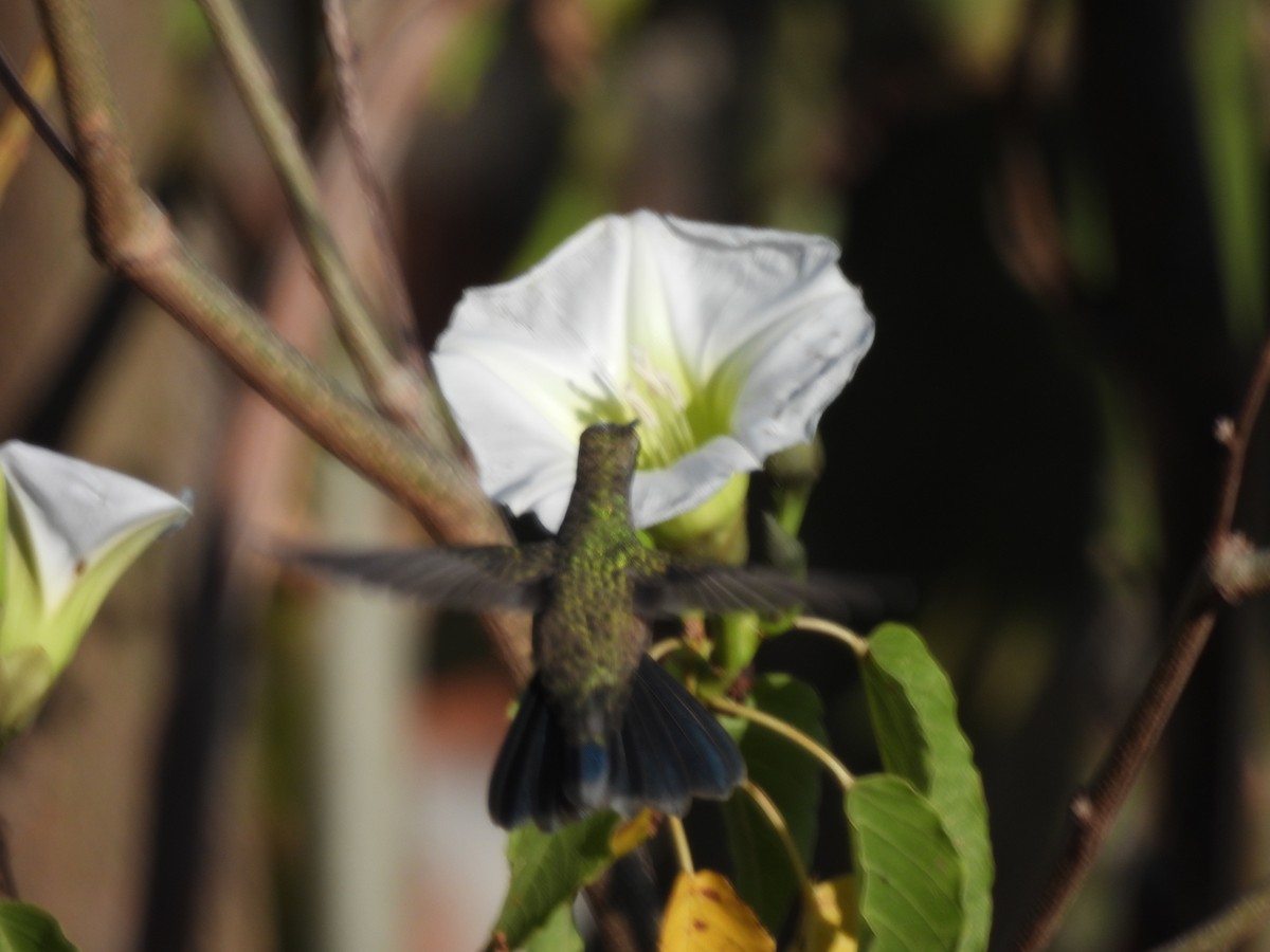 Blue-throated Mountain-gem - ML646359084