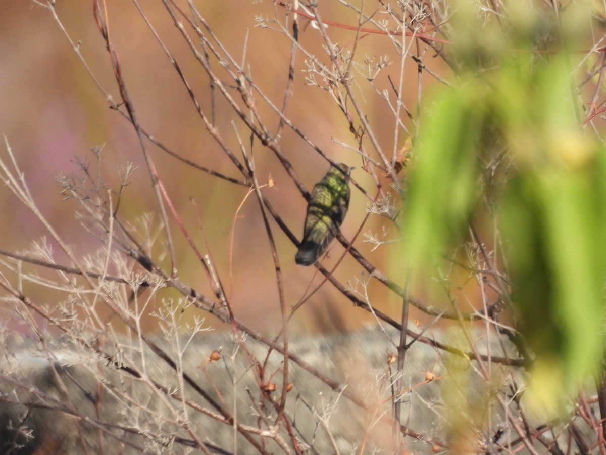 Broad-billed Hummingbird - ML646359085