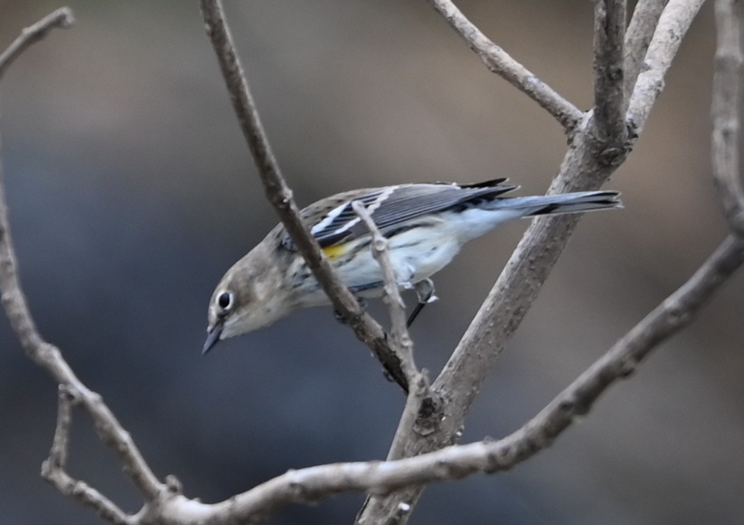 Yellow-rumped Warbler - ML646359086