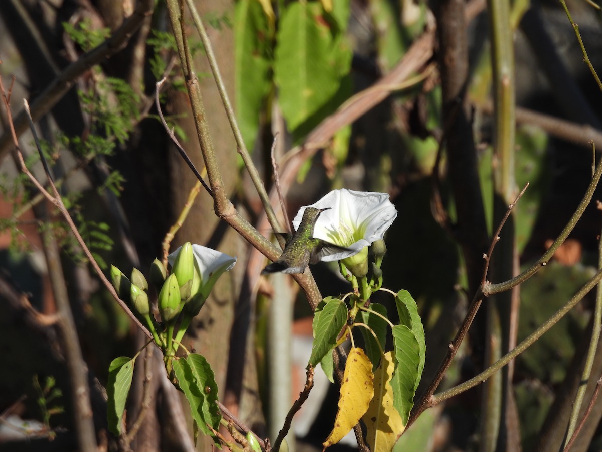 Blue-throated Mountain-gem - ML646359087