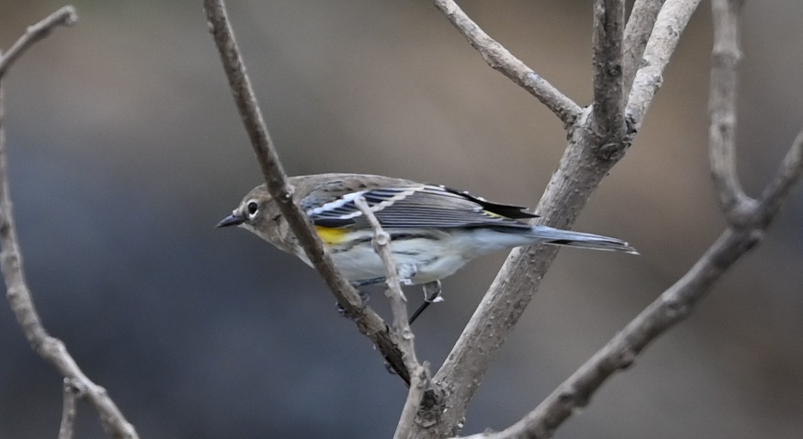 Yellow-rumped Warbler - ML646359088