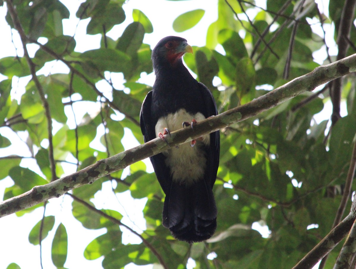 Red-throated Caracara - ML646359090