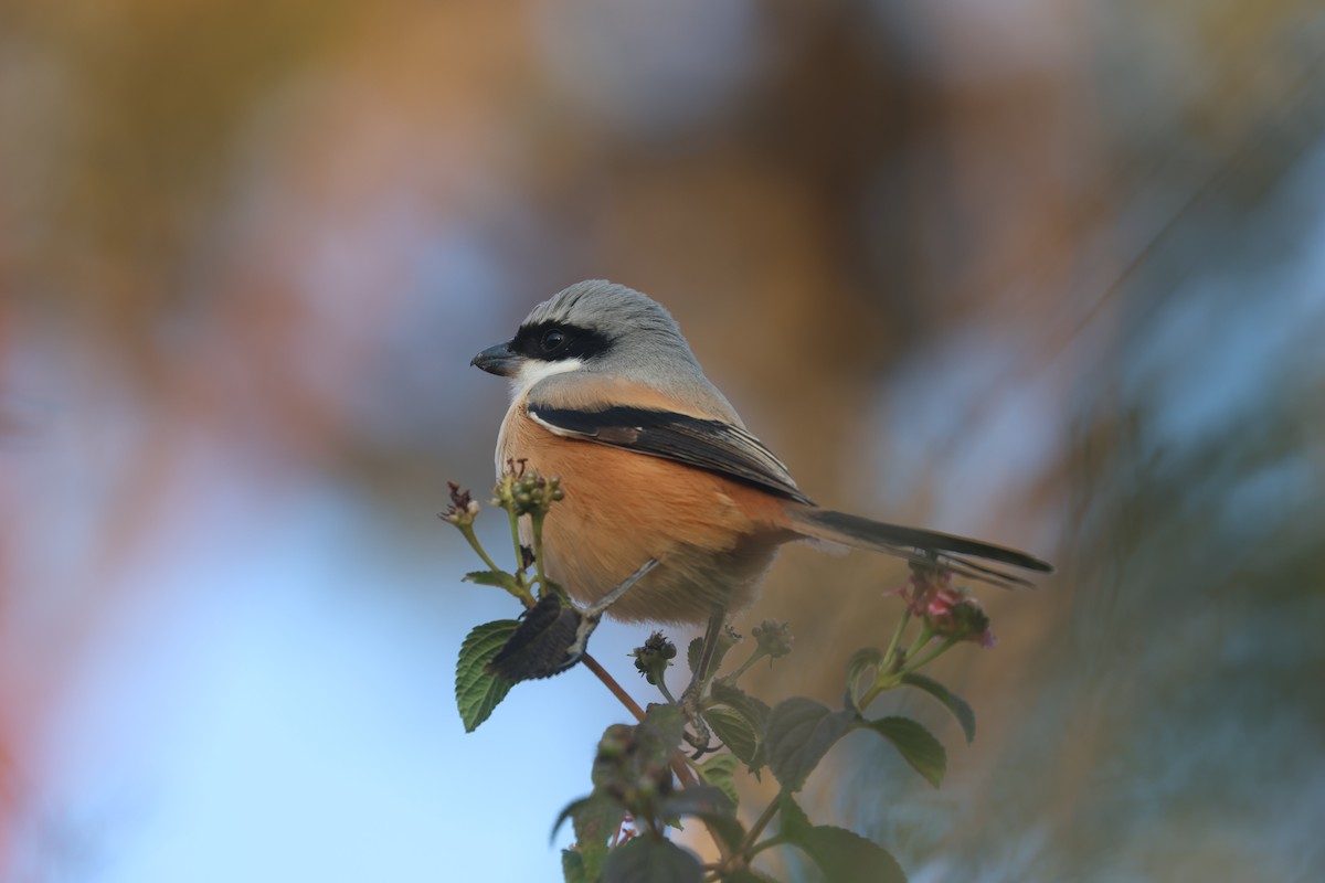 棕背伯勞 - ML646359092